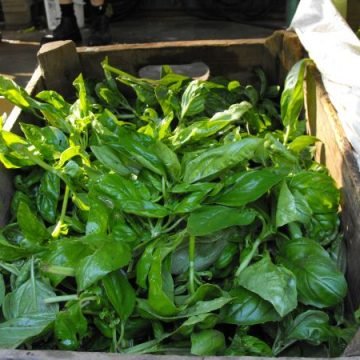 organic biodynamic basil seeds