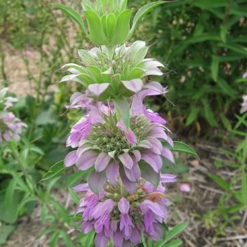 biodynamic lemon bergamot seeds