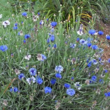 blue bachelors buttons seeds