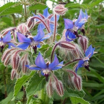 biodynamic borage flower seeds