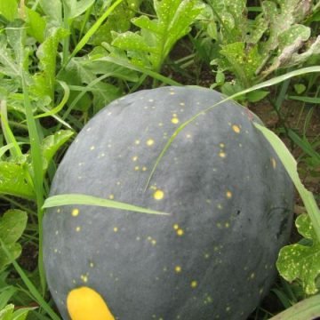 moon and stars watermelon seeds