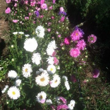 china double aster mix