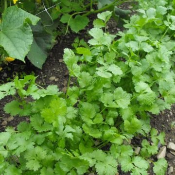 biodynamic cilantro coriander seeds