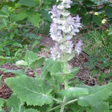 biodynamic clary sage seeds