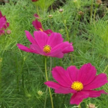 cosmos flower seed mix