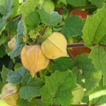 cossack pineapple groundcherry seeds