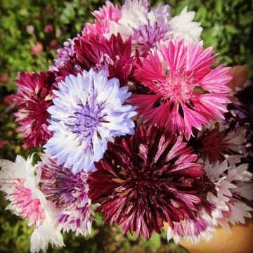 bachelors buttons courtin bouquet seeds