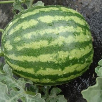 crimson sweet watermelon seeds