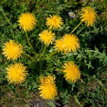 dandelion preparation herb seeds