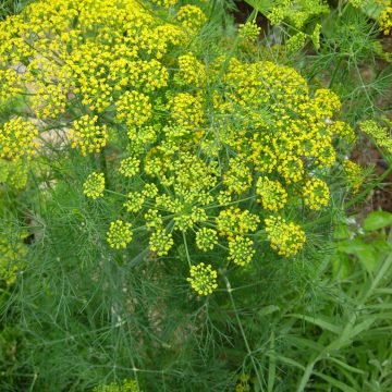 organic dill herb seeds