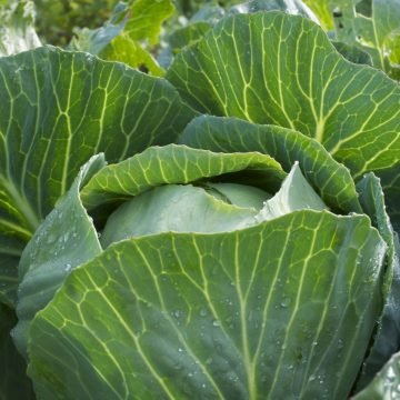dottenfelder storage cabbage seeds