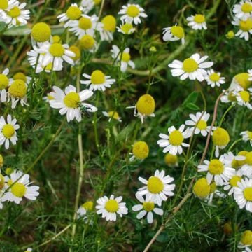 german chamomile flower seeds