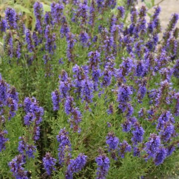 biodynamic hyssop seeds