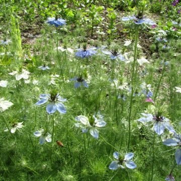 nigella flower seeds love-in-a-mist