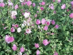Mauritanian mallow hollyhock seeds