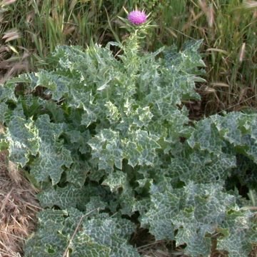 milk thistle herb seeds