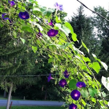 morning glory flower seeds