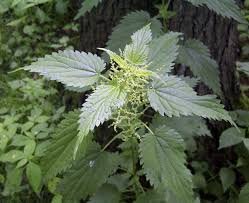 stinging nettle preparation seeds