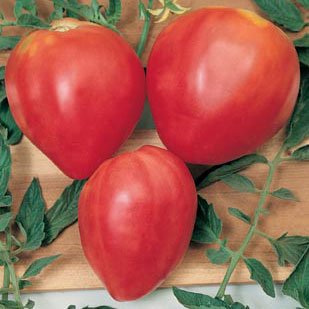 biodynamic oxheart tomato seeds