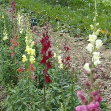 panorama snapdragon seed mix