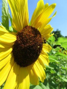 pollinator garden pack