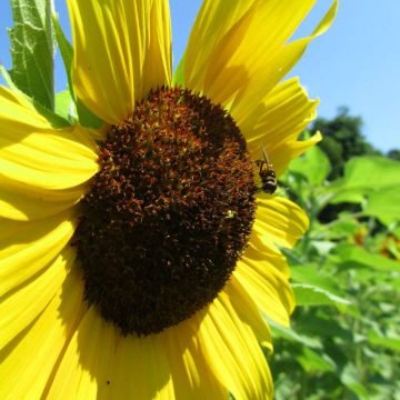 pollinator garden pack
