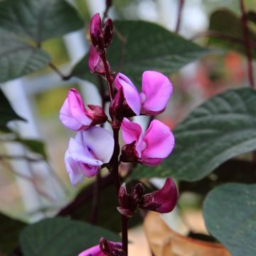 purple hyacinth bean seeds