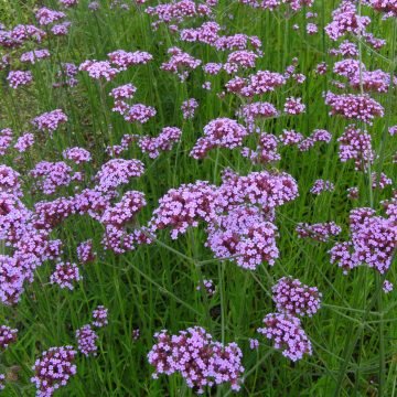 Purpletop Vervain Flower Seeds