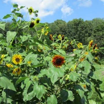 sunflower garden seed mix