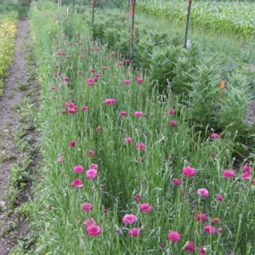 red bachelor buttons seeds