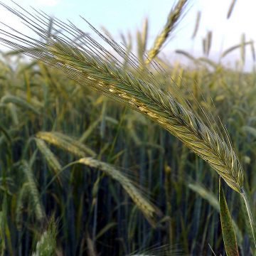 Farm, Grain, & Cover Crops