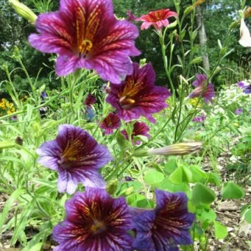 salpiglossis flower seeds