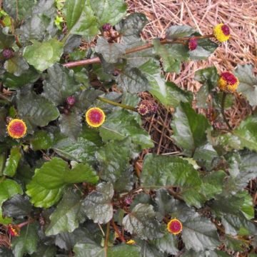 spilanthes herb seeds