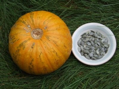 styrian seed pumpkin