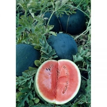sugar baby watermelon seeds