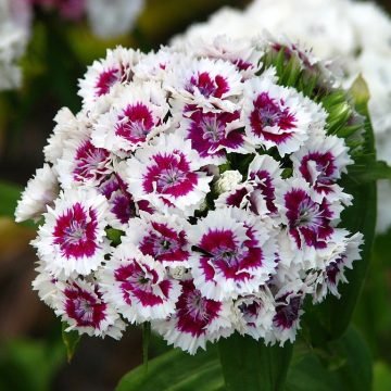 sweet william flower seeds