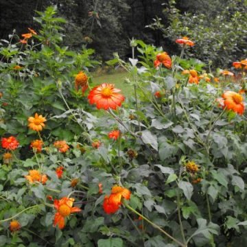 tithonia mexican sunflower seeds