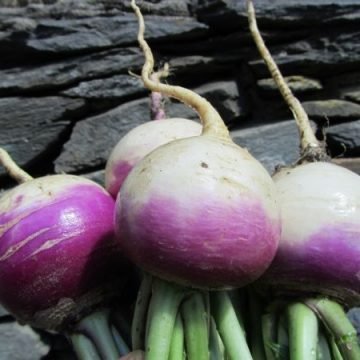 zuercher turnip seeds
