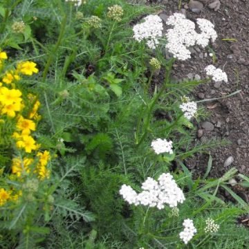 yarrow preparation herb seeds