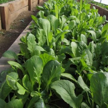 Asian Greens Seed Mix