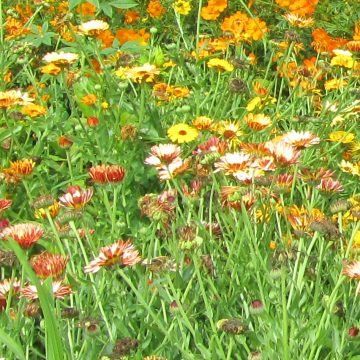 Biodynamic Calendula Seed Mix