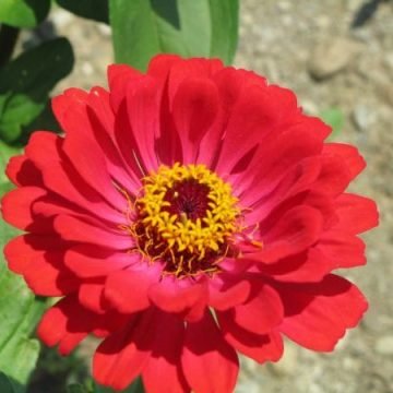 State Fair Zinnia Seeds