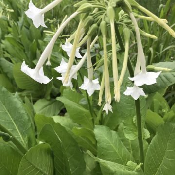 Nicotiana Flower Seeds 400