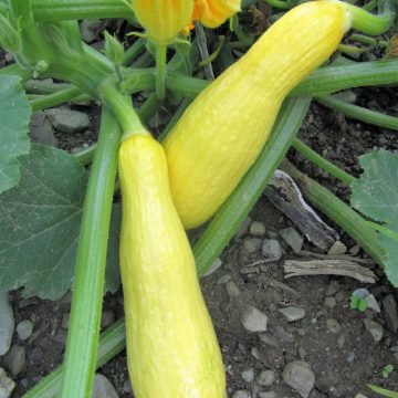 success pm squash seeds