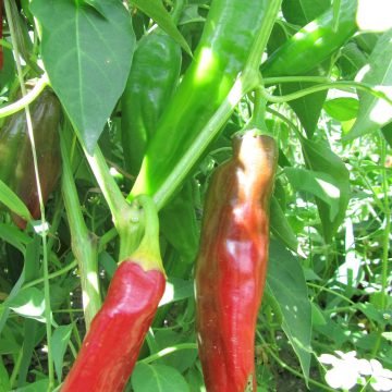 sweet paprika pepper seeds