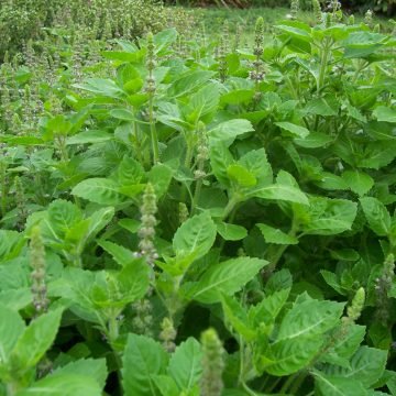 holy basil tulsi seeds