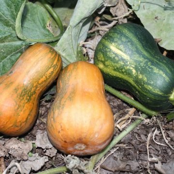 honeynut squash seeds