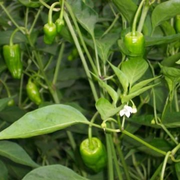 padron hot pepper seeds