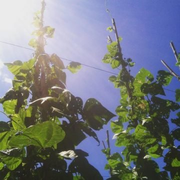 Pole Beans