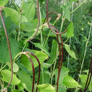 red noodle bean seeds